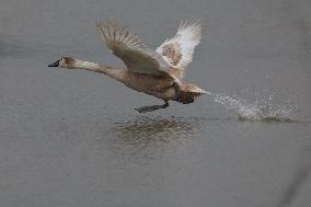 Rainham Marshes Nature Reserve