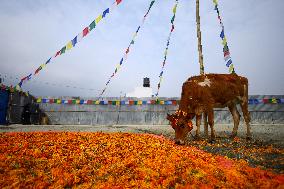 Nepal Worship Cow And Oxen On Fourth Day Of Tihar