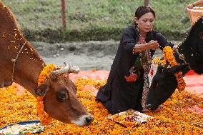 Nepal Worship Cow And Oxen On Fourth Day Of Tihar