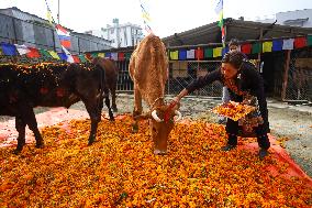 Nepal Worship Cow And Oxen On Fourth Day Of Tihar