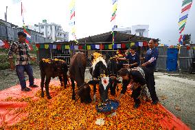 Nepal Worship Cow And Oxen On Fourth Day Of Tihar