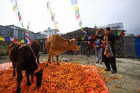 Nepal Worship Cow And Oxen On Fourth Day Of Tihar