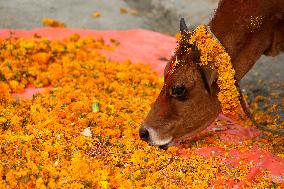 Nepal Worship Cow And Oxen On Fourth Day Of Tihar