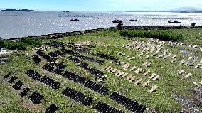 Farmers Dry Laver in Fuzhou