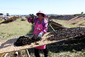 Farmers Dry Laver in Fuzhou