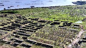 Farmers Dry Laver in Fuzhou