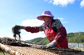 Farmers Dry Laver in Fuzhou