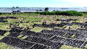 Farmers Dry Laver in Fuzhou