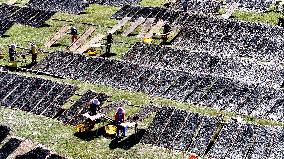 Farmers Dry Laver in Fuzhou