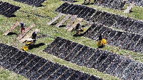 Farmers Dry Laver in Fuzhou