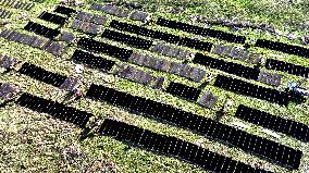 Farmers Dry Laver in Fuzhou