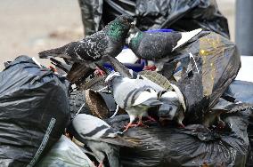 Several Pigeons Eat Food From Trash Cans In The City Of Valence