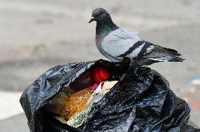 Several Pigeons Eat Food From Trash Cans In The City Of Valence