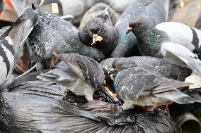 Several Pigeons Eat Food From Trash Cans In The City Of Valence