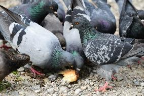 Several Pigeons Eat Food From Trash Cans In The City Of Valence