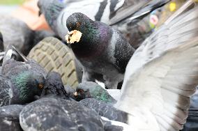 Several Pigeons Eat Food From Trash Cans In The City Of Valence