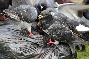 Several Pigeons Eat Food From Trash Cans In The City Of Valence