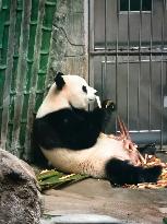 Beijing Zoo Giant Pandas