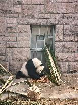 Beijing Zoo Giant Pandas