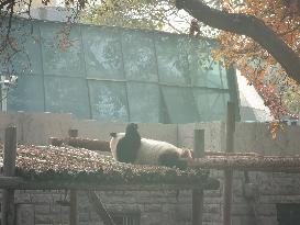 Beijing Zoo Giant Pandas