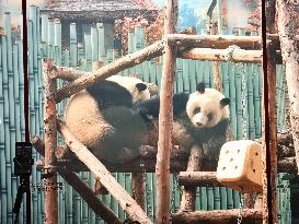 Beijing Zoo Giant Pandas