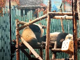 Beijing Zoo Giant Pandas