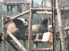 Beijing Zoo Giant Pandas