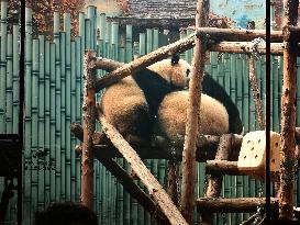 Beijing Zoo Giant Pandas