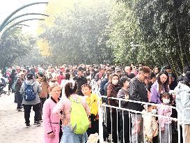 Beijing Zoo Giant Pandas