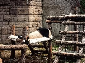 Beijing Zoo Giant Pandas