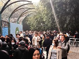 Beijing Zoo Giant Pandas