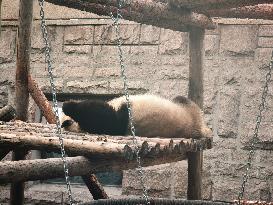 Beijing Zoo Giant Pandas