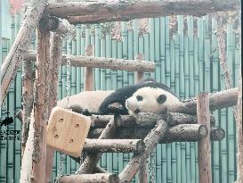 Beijing Zoo Giant Pandas