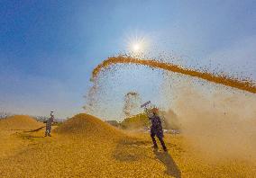 Rice Harvest in Suqian