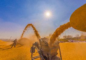 Rice Harvest in Suqian