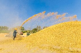 Rice Harvest in Suqian