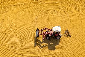 Rice Harvest in Suqian