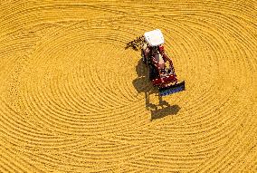 Rice Harvest in Suqian