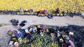 Planting Base in Lianyungang