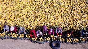 Planting Base in Lianyungang