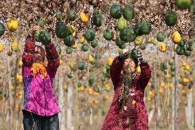 Planting Base in Lianyungang