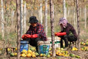 Planting Base in Lianyungang