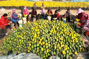 Planting Base in Lianyungang