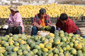 Planting Base in Lianyungang