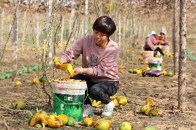 Planting Base in Lianyungang