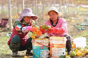 Planting Base in Lianyungang