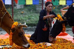 Cow Worship - Nepal