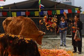 Cow Worship - Nepal