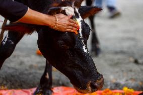 Cow Worship - Nepal