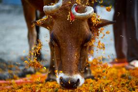 Cow Worship - Nepal